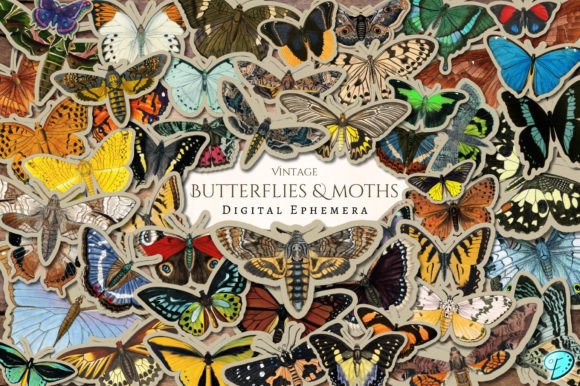 Download Vintage Butterflies and Moths Ephemera - Moth Collection